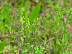 Centaurium japonicum