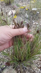 Festuca sibirica