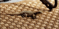 Leiocephalus carinatus