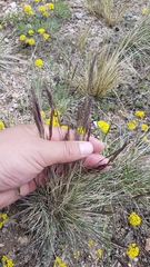 Festuca lenensis