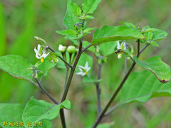 Solanum scabrum