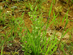 Centaurium japonicum