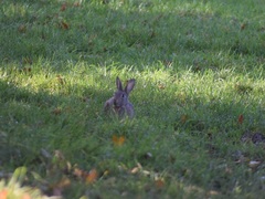 Oryctolagus cuniculus