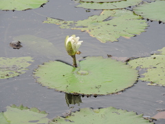 Nymphaea ampla