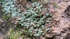 Lecanora pacifica