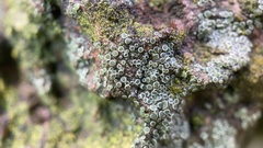 Lecanora pacifica