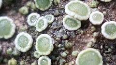 Lecanora pacifica
