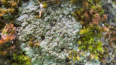 Lecanora pacifica