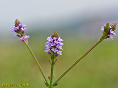 Verbena incompta