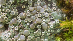 Lecanora pacifica