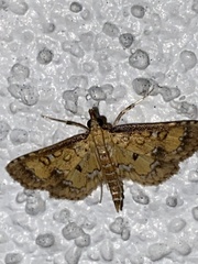 Niphograpta albiguttalis