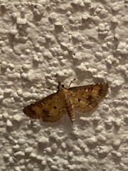 Niphograpta albiguttalis