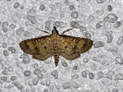 Niphograpta albiguttalis