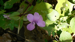 Barleria prattensis