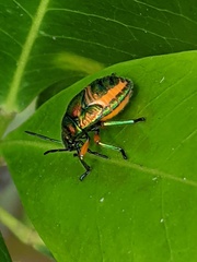 Lampromicra senator