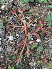 Portulaca oleracea