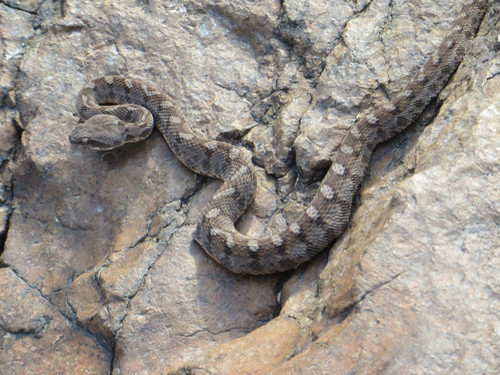 Photo of a Oman saw-scaled viper (Echis omanensis)