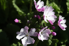 Primula sieboldii