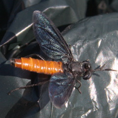 Phyllomydas phyllocerus