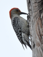 Melanerpes carolinus image
