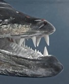 Caligus isonyx