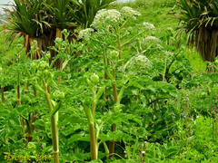 Angelica hirsutiflora
