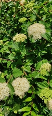 Viburnum scabrellum