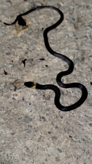 Enulius flavitorques