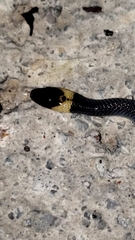 Enulius flavitorques