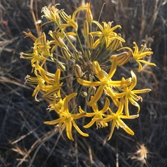 Bloomeria crocea aurea