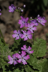 Primula sieboldii