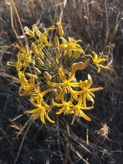 Bloomeria crocea aurea