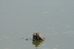 Trachemys venusta venusta