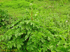 Angelica hirsutiflora