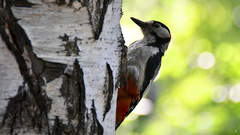 Dendrocopos major