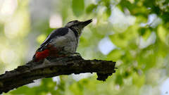 Dendrocopos major