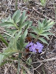 Hydrophyllum alpestre
