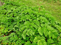 Angelica hirsutiflora