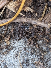 Lampona cylindrata