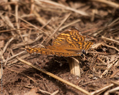 Junonia chorimene