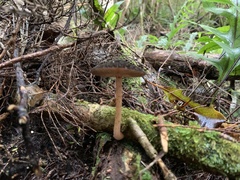 Pluteus perroseus