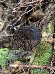 Pluteus perroseus