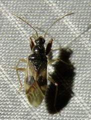 Pseudopamera