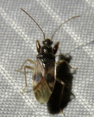 Pseudopamera