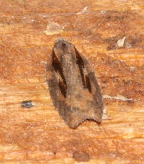 Acleris pulverosana