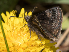 Erynnis persius
