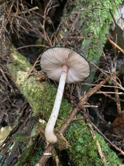 Pluteus perroseus