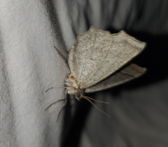 Prochoerodes amplicineraria