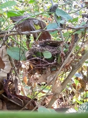 Pycnonotus luteolus
