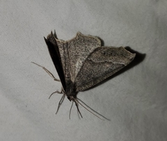 Prochoerodes amplicineraria